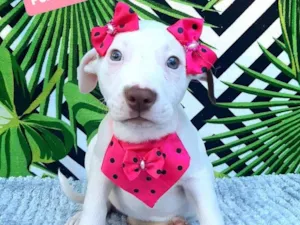 Cachorro raça Srd idade 2 a 6 meses nome Lara