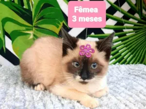 Gato raça Srd idade 2 a 6 meses nome Maia