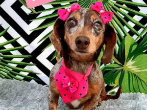 Cachorro raça Dachshund idade 6 ou mais anos nome Nina 