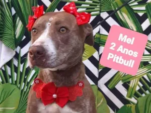 Cachorro raça Pitbull  idade 2 anos nome Mel 