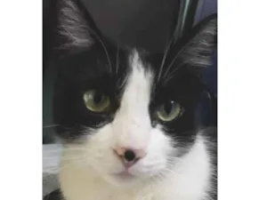 Gato raça Frajola idade 5 anos nome Agatha