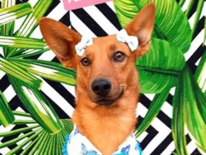 Cachorro raça Srd idade 2 anos nome Madona