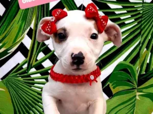 Cachorro raça Srd idade 2 a 6 meses nome Lulu