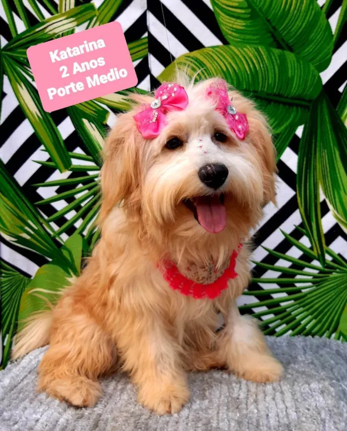 Cachorro raça Srd idade 2 anos nome Katarina