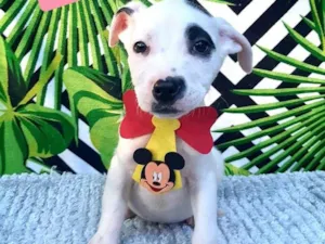 Cachorro raça Srd idade 2 a 6 meses nome Pirata