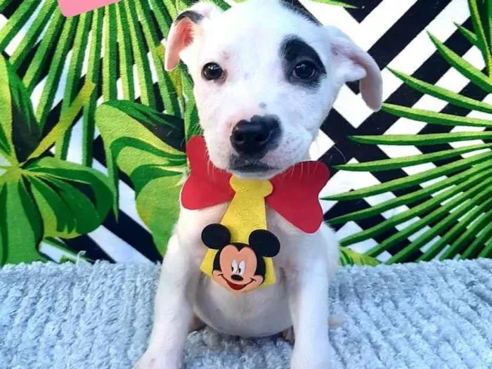 Cachorro raça Srd idade 2 a 6 meses nome Pirata