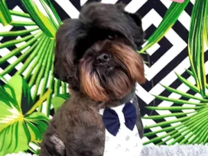 Cachorro raça Srd idade 5 anos nome Thor 