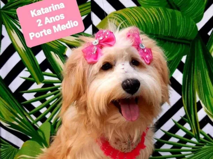 Cachorro raça Srd idade 2 anos nome Katarina