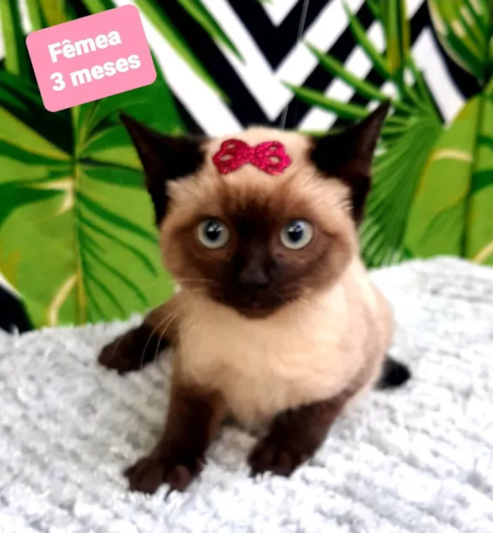 Gato raça Srd idade 2 a 6 meses nome Lindinha 