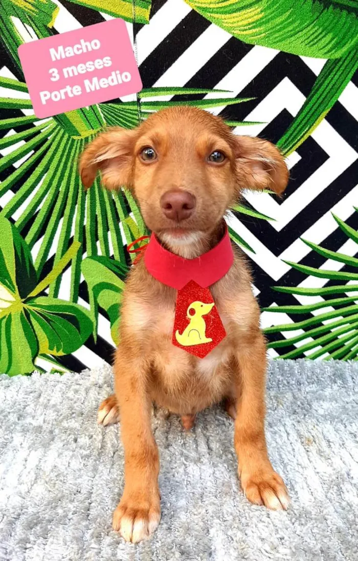 Cachorro raça Srd idade 2 a 6 meses nome João 