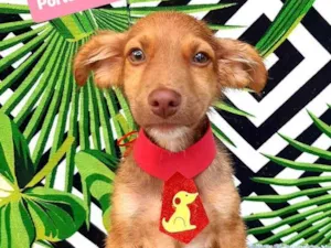 Cachorro raça Srd idade 2 a 6 meses nome João 