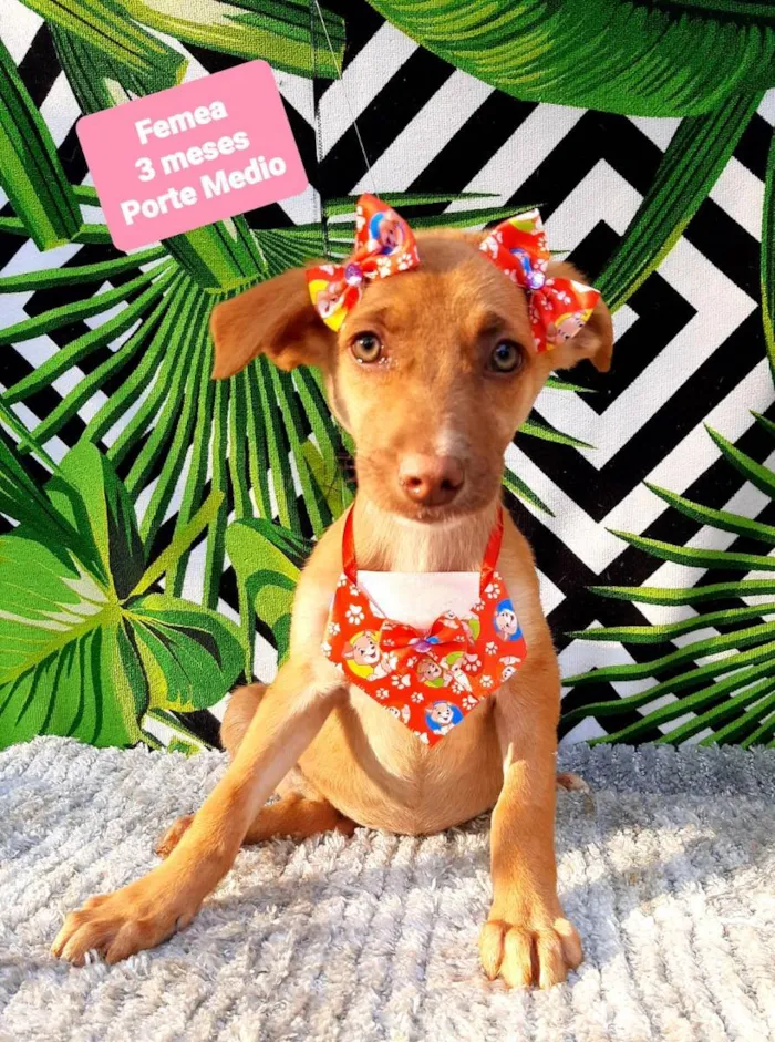 Cachorro raça Srd idade 2 a 6 meses nome Maria 