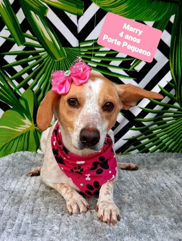 Cachorro raça Srd idade 4 anos nome Marry 