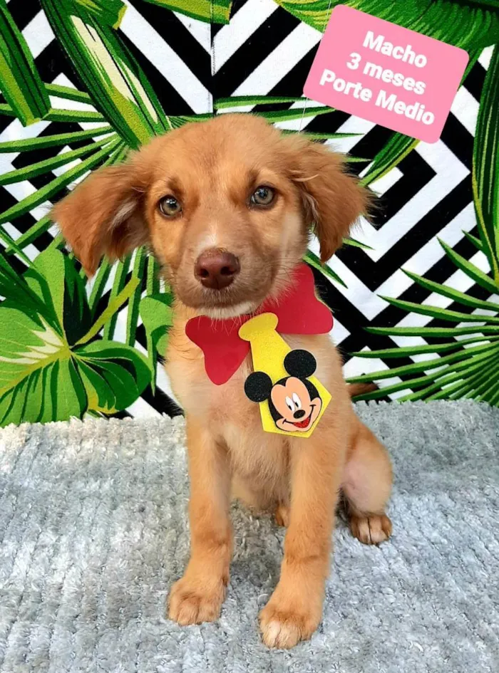 Cachorro raça Srd idade 2 a 6 meses nome Noah 