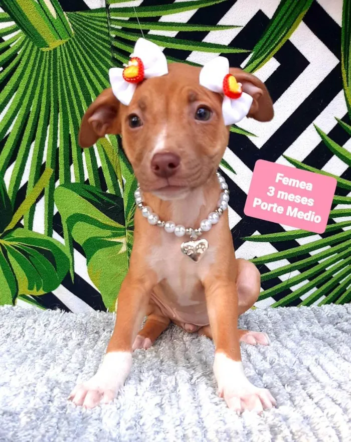 Cachorro raça Srd idade 2 a 6 meses nome Clara