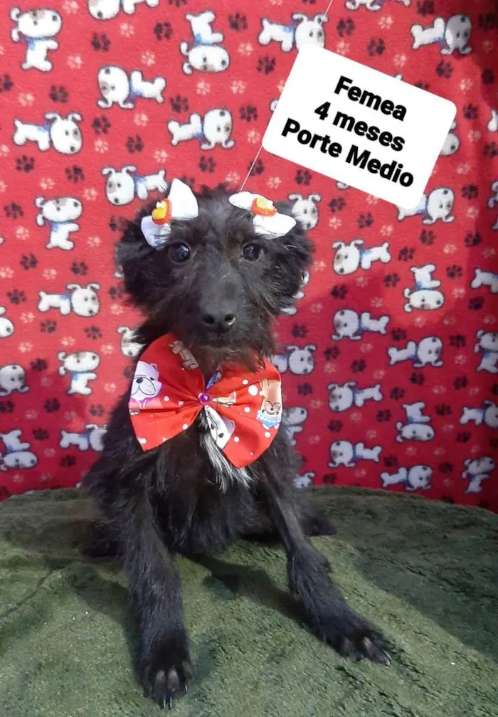 Cachorro raça Srd idade 2 a 6 meses nome Maria Júlia 