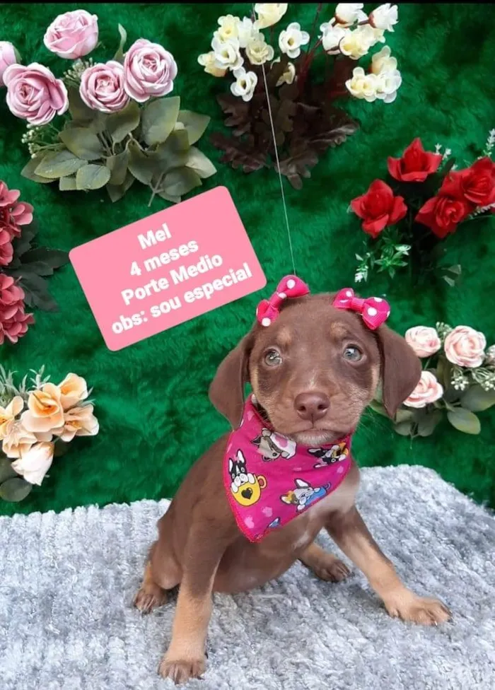 Cachorro raça Srd idade 2 a 6 meses nome Nutella 