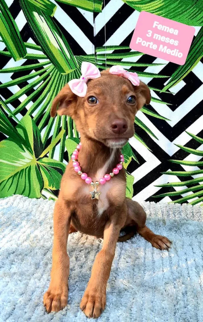 Cachorro raça Srd idade 2 a 6 meses nome Gracinha 