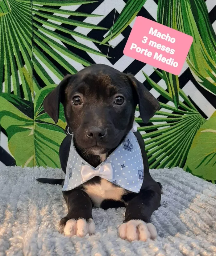 Cachorro raça Srd idade 2 a 6 meses nome Pedro 