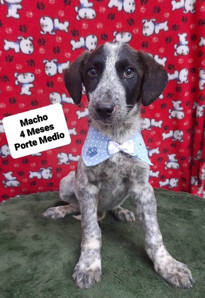 Cachorro raça Srd idade 2 a 6 meses nome Maurício 