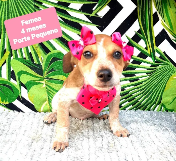 Cachorro raça Srd idade 2 a 6 meses nome Lorena 