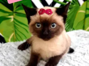 Gato raça Srd idade 2 a 6 meses nome Lindinha 
