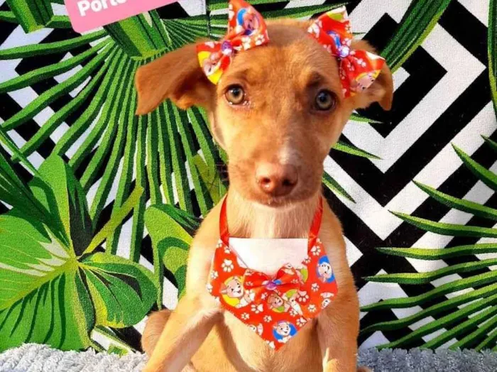 Cachorro raça Srd idade 2 a 6 meses nome Maria 