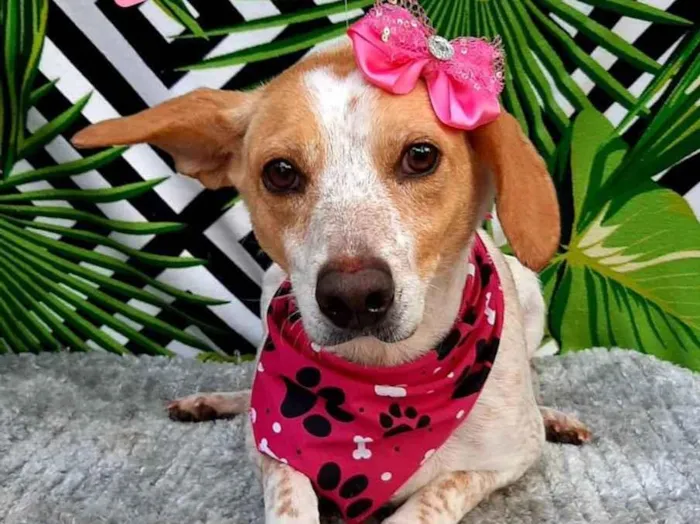 Cachorro raça Srd idade 4 anos nome Marry 