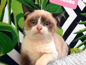 Gato raça Srd idade 2 a 6 meses nome Bill
