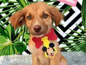Cachorro raça Srd idade 2 a 6 meses nome Noah 