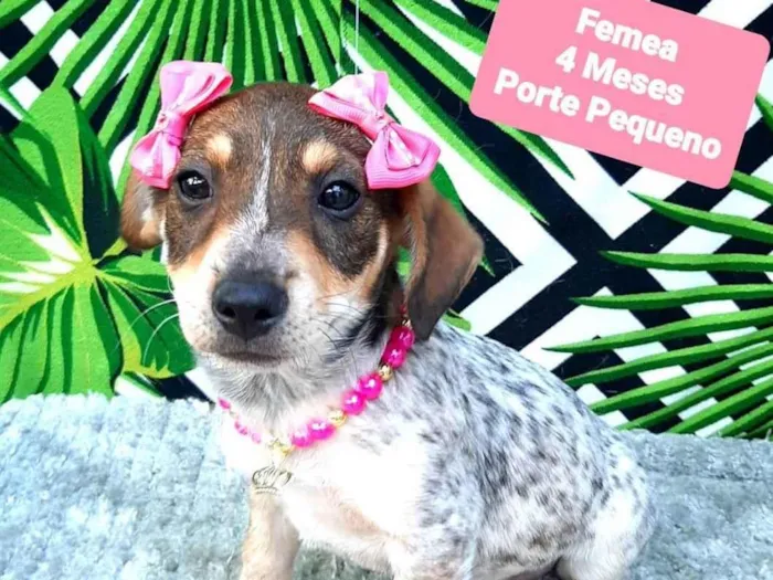 Cachorro raça Srd idade 2 a 6 meses nome Florzinha 