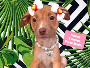 Cachorro raça Srd idade 2 a 6 meses nome Clara