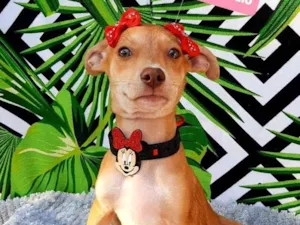 Cachorro raça Srd idade 2 a 6 meses nome Joana 