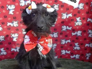 Cachorro raça Srd idade 2 a 6 meses nome Maria Júlia 