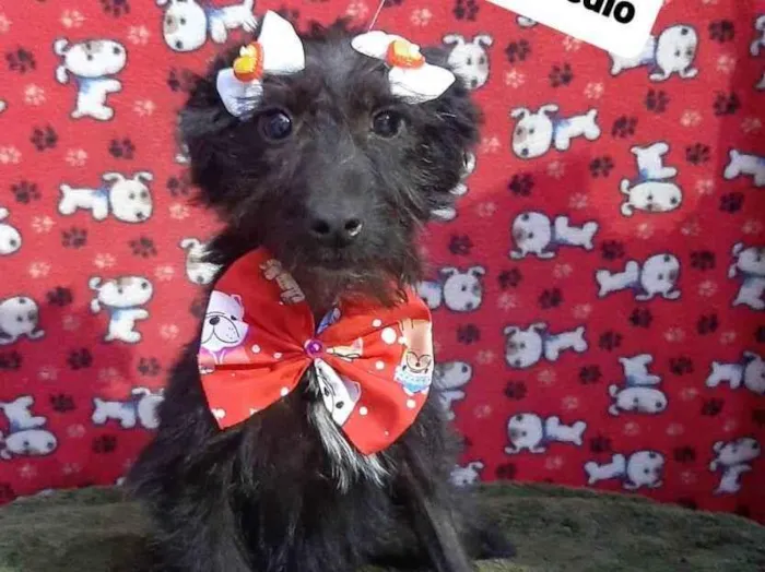 Cachorro raça Srd idade 2 a 6 meses nome Maria Júlia 