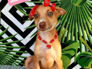 Cachorro raça Srd idade 2 a 6 meses nome Cindy 