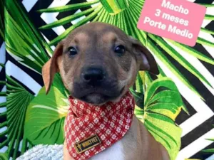 Cachorro raça Srd idade 2 a 6 meses nome Bernardo 