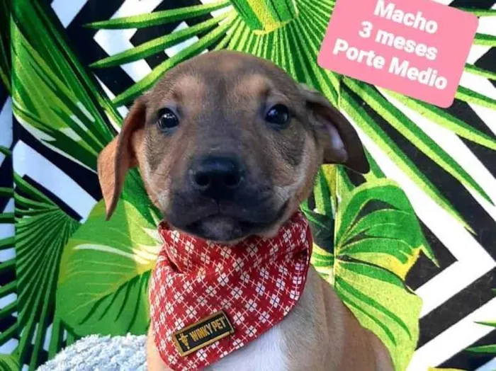 Cachorro raça Srd idade 2 a 6 meses nome Bernardo 