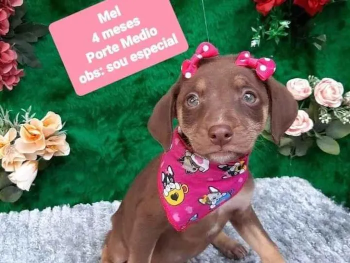 Cachorro raça Srd idade 2 a 6 meses nome Nutella 