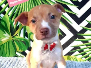 Cachorro raça Srd idade 2 a 6 meses nome Benjamin 