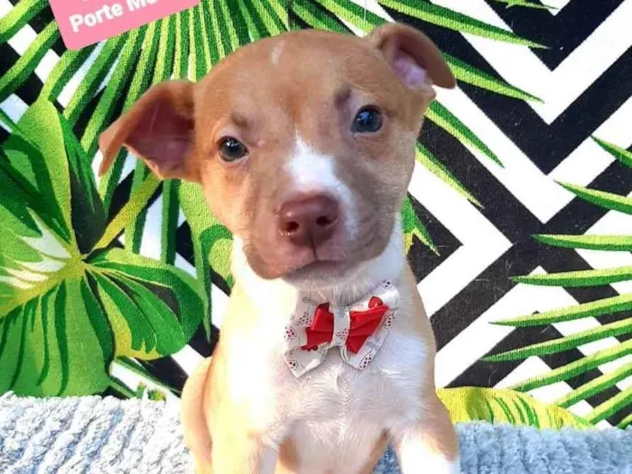 Cachorro raça Srd idade 2 a 6 meses nome Benjamin 