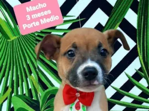 Cachorro raça Srd idade 2 a 6 meses nome Bento 