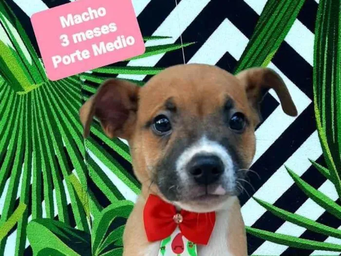 Cachorro raça Srd idade 2 a 6 meses nome Bento 