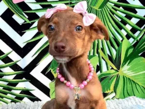 Cachorro raça Srd idade 2 a 6 meses nome Gracinha 