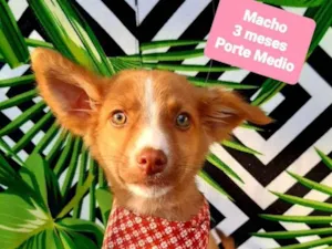 Cachorro raça Srd idade 2 a 6 meses nome Woody
