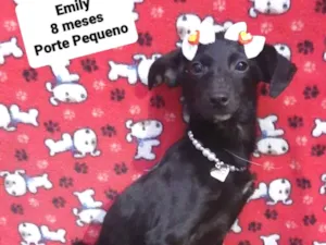 Cachorro raça Srd idade 7 a 11 meses nome Emily