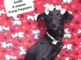 Cachorro raça Srd idade 7 a 11 meses nome Emily