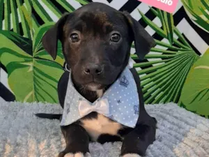 Cachorro raça Srd idade 2 a 6 meses nome Pedro 
