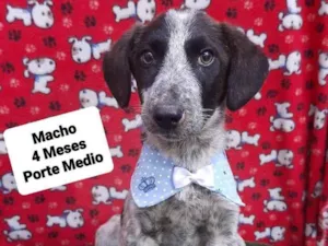 Cachorro raça Srd idade 2 a 6 meses nome Maurício 