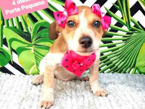 Cachorro raça Srd idade 2 a 6 meses nome Lorena 